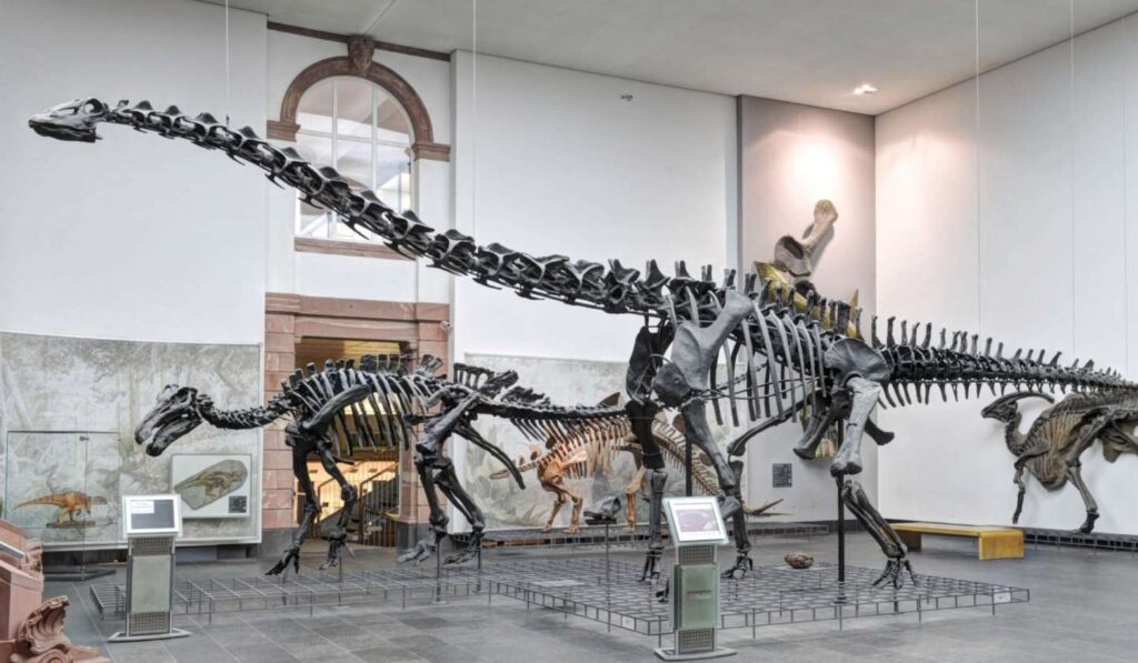 Senckenberg Naturmuseum Frankfurt museo de dinosaurios